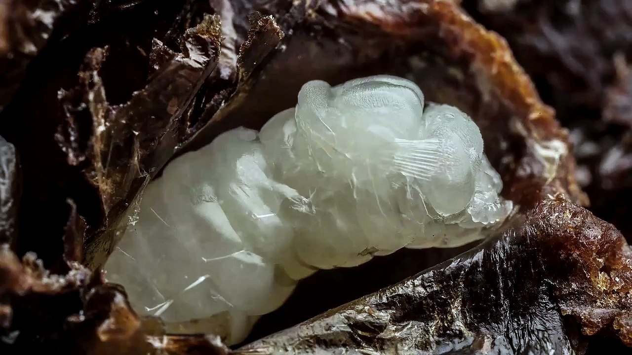 The birth of Bees. Mesmerizing
