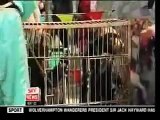 生きた牛がトラの餌　中国サファリパークの残酷見せ物 China's Zoos
