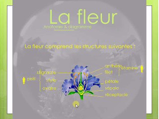 vie fixee des plantes TP fleurs