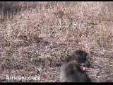Injured Baboon Still Alive at Elephant Plains  06/22/08