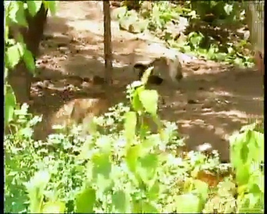 naughty monkey