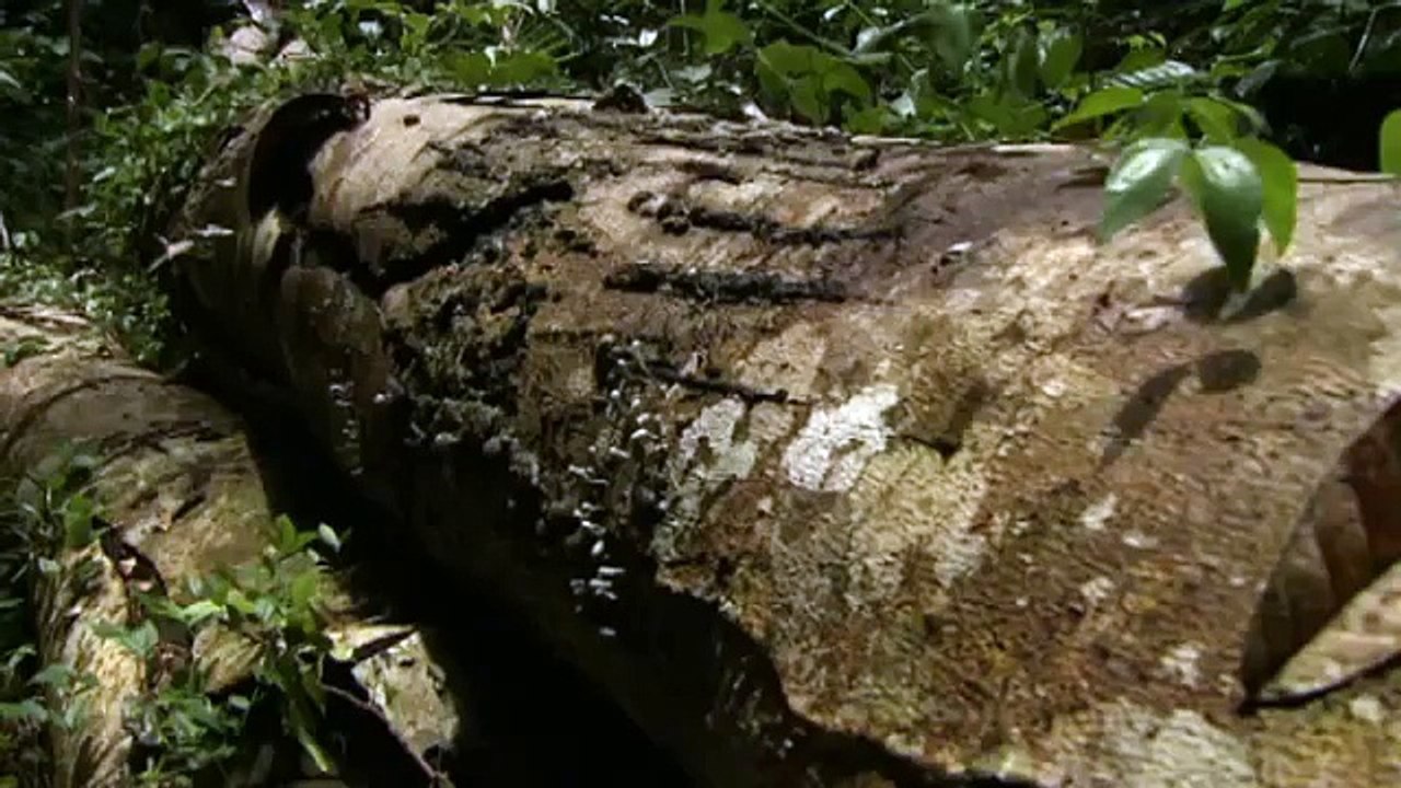 Pluie d’araignées qui s’abat sur une ville australienne