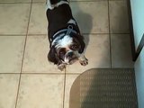 14 year old Shih Tzu Whining for food