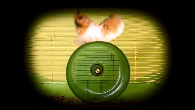 The Most Interesting Hamster in the World! - Dos Equis Commercial Parody - The Talking Hamster