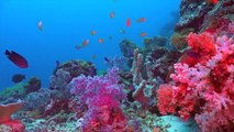 Ocean Reef Aquariums - A Virtual Diving in Tropical Sea and Oceans .