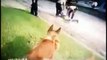 WTF! Cop Allows K-9 to Maul Handcuffed, Face Down Suspect, Then Blame It On Him!
