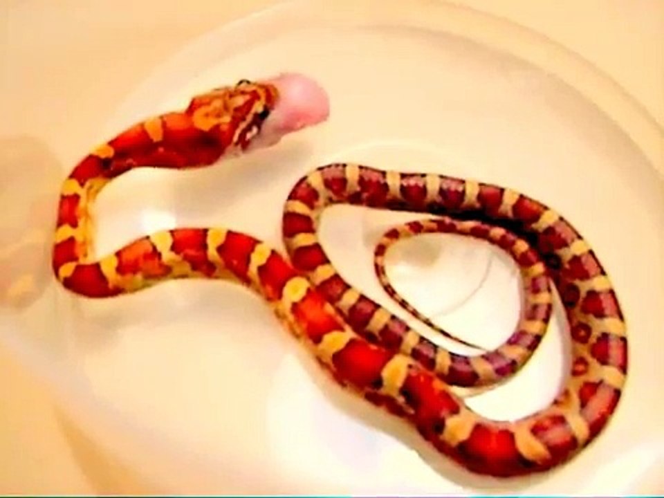 Serpiente del maiz (ELAPHE GUTTATA) baby comiendo pinkie de ratón