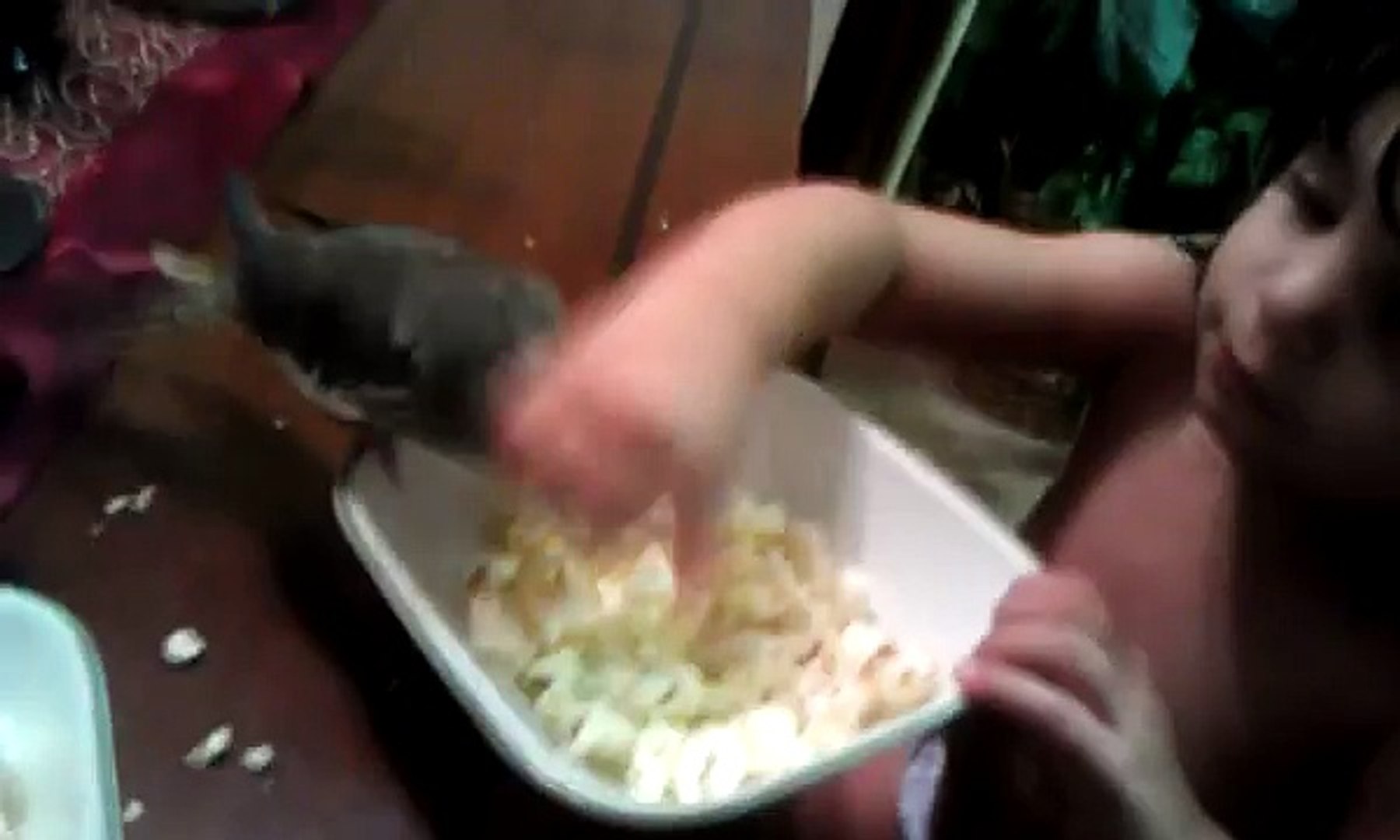 ⁣Cockatiel steals Popcorn from Kids