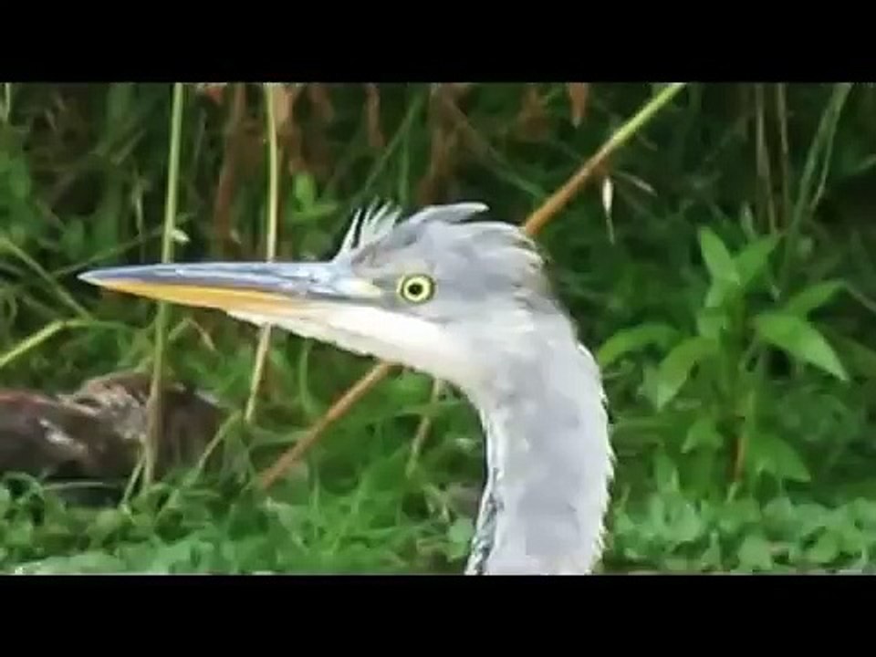 Grey Heron Hunting