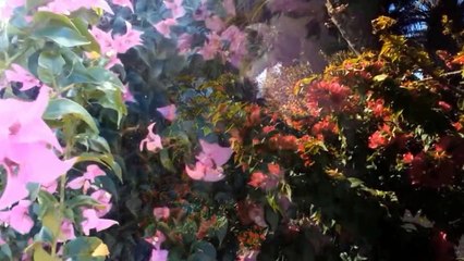 Puerto del Carmen - Lanzarote