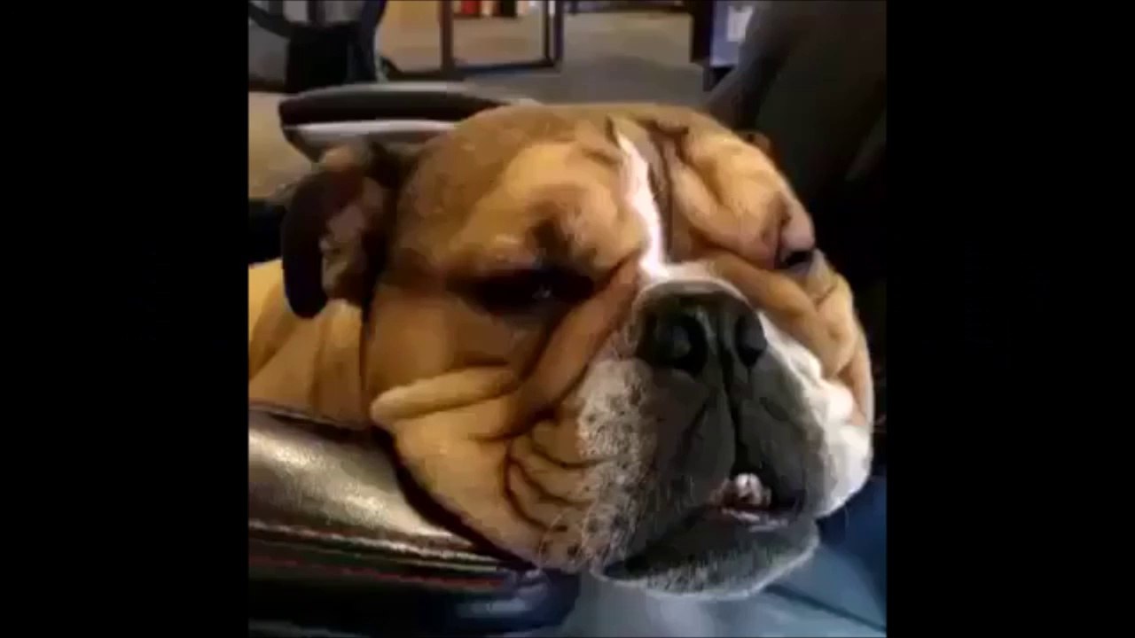 Best Videos of The Day #11 - Mister Buzz - FAILS, CRASH, VINES, LOL, WTF, THUG and more....