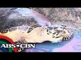 TV Patrol Palawan - October 20, 2014