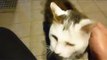 ASMR Japanese whisper Reunited with stray cat　のら猫と半年ぶりの再開
