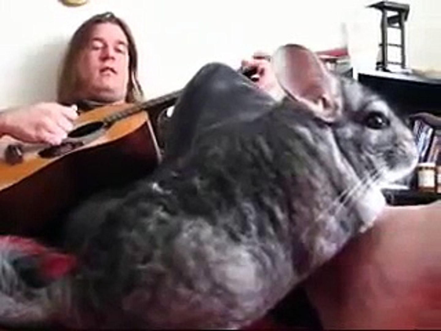 loki the chinchilla doesn't quite play guitar