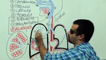 Vídeo Aula 027 - Anatomia dos Pulmões, área de troca gasosa e a respiração boca a boca