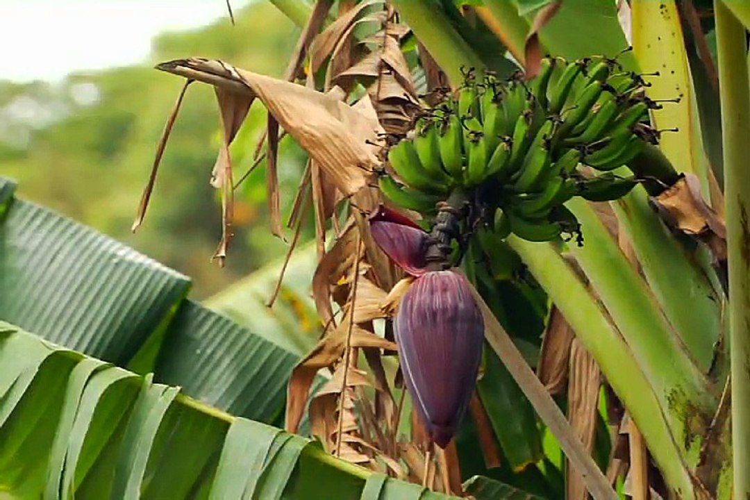 Receita do Cipó Umbigo de Banana com Ovo - 2 de 2