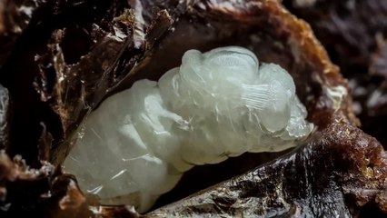 Birth of bees - incredible time-lapse