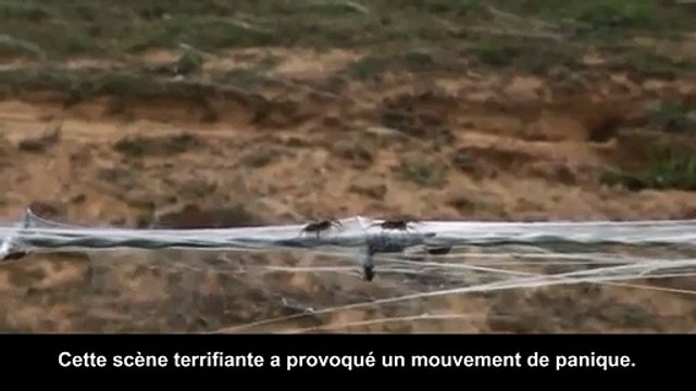Australie : des millions d'araignées tombent du ciel