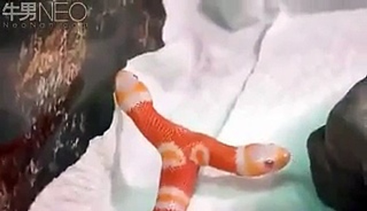 Two Headed Snake