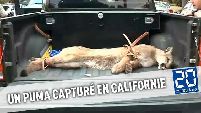 Un puma capturé dans les rues d'une ville californienne