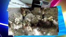 When Crazy Animals Attack Falcon Attacks Dog ~ Best Funny Animals 2014