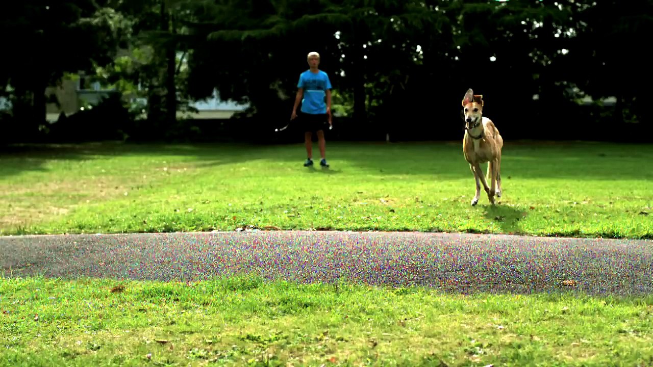 Greyhound Slow Motion