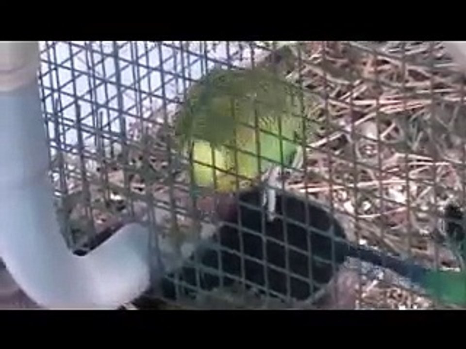 My budgies Enjoy