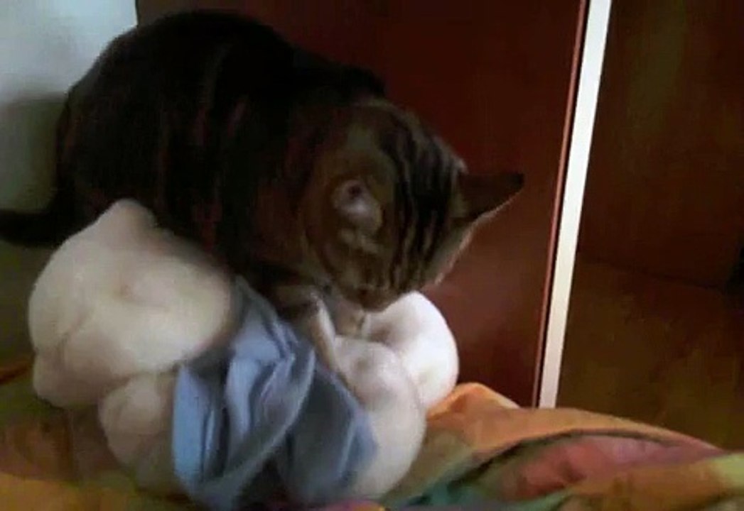 GATTO  (gatto che miagola piano)