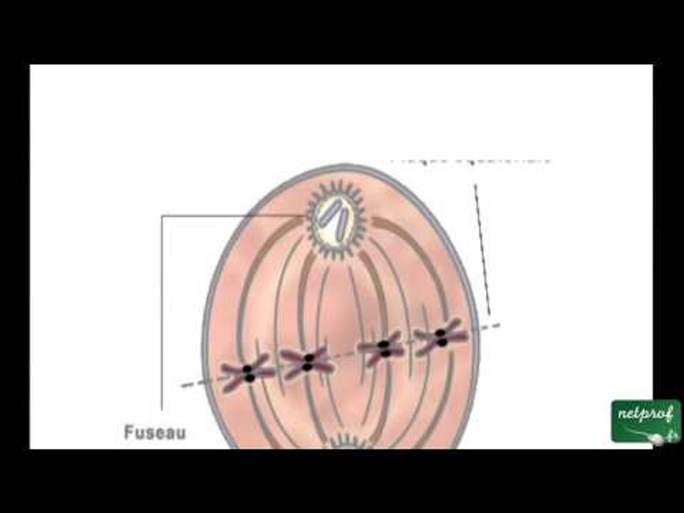 La mitose normale