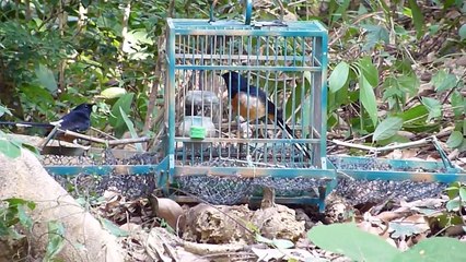 Shama.White-rumped戰鬥籠 6