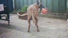 de honden