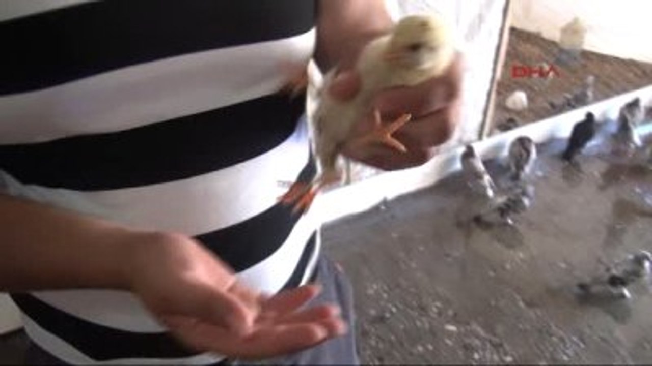 Nusaybin'de 4 Ayaklı Civciv Şaşırttı