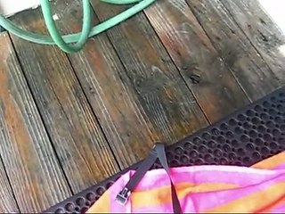 Webkinz go swimming, take a bath, and shopping! (Brilliant Bandit/Pumpkin Puppy)