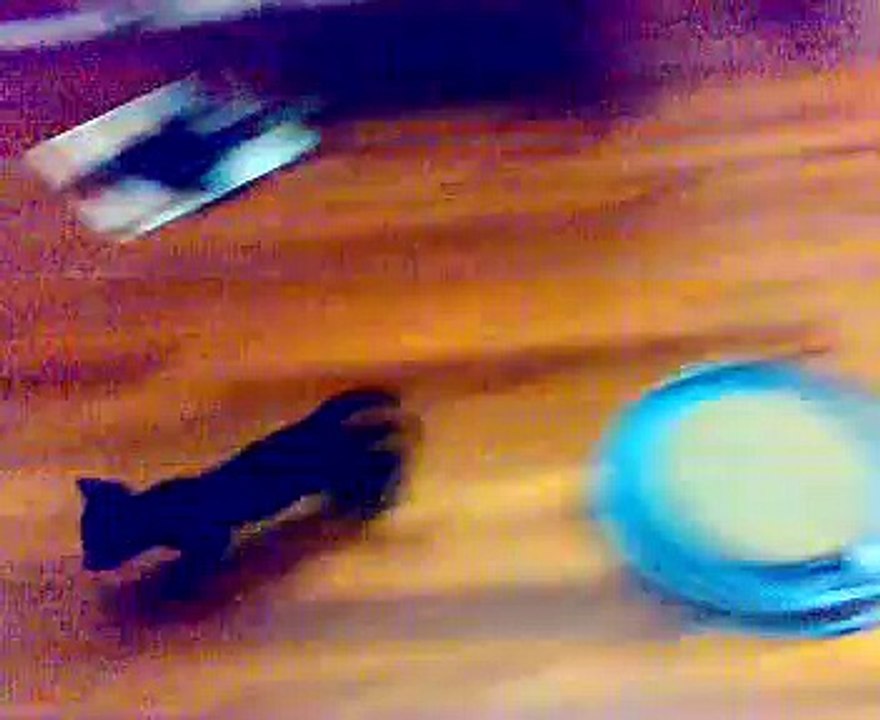 2 kittens in action