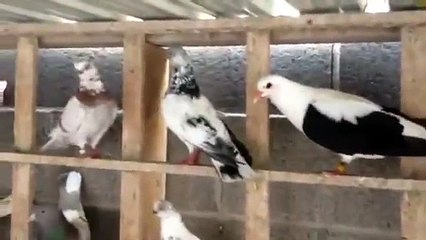 Fancy Pigeons for sale Arizona (Ali)