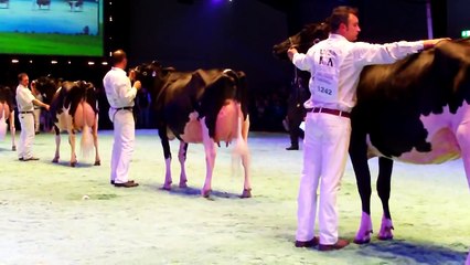 Swiss Expo14 Holstein Junior Schöneuter