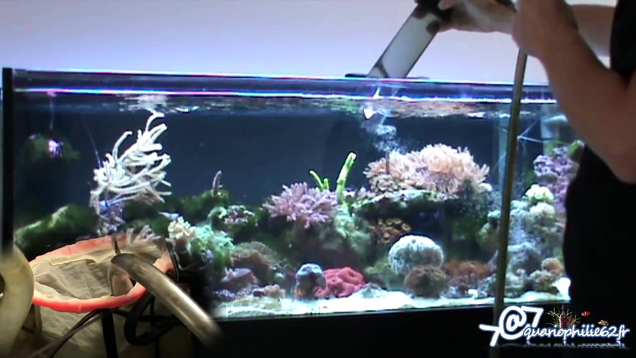 Entretien - Nettoyage d'un aquarium récifal (Marin ou eau de mer)