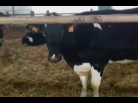 Bologna - Commercio bovini, arrestati due coniugi per bancarotta fraudolenta (20.05.15)