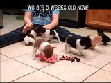 Rat Terrier Puppies Romping