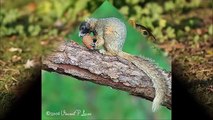Mammals of the World: Eastern Fox Squirrel