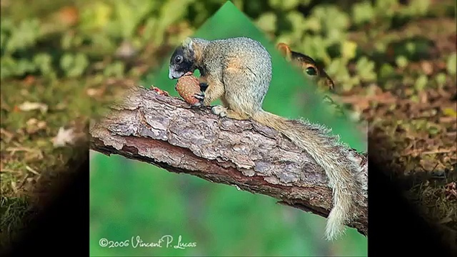 ⁣Mammals of the World: Eastern Fox Squirrel