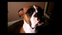 Boxer Dog Tries Human Speak and Fails