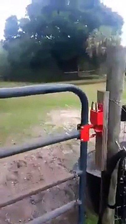 Un cheval très très content de voir sa maitresse... Trop même!