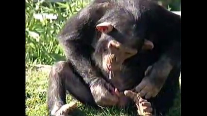 4 witzige tier videos