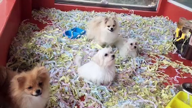 POMERANİAN VE MALTESE TERRİER YAVRULARI