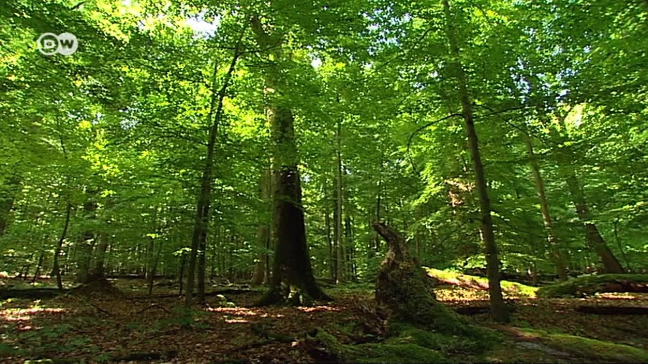 Jede dritte Art in Deutschland gefährdet | Journal