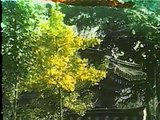 Ginkgo biloba l'aventure d'un arbre