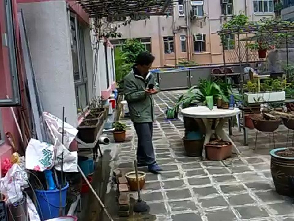 八哥馴養（2）室外叫遠B