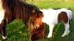 Adorable Shetland Pony foal and mother sniffing a Teddy Bear!!