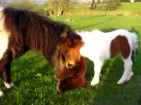Adorable Shetland Pony foal and mother sniffing a Teddy Bear!!